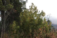 Leucadendron macowanii