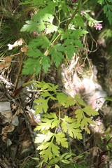 Kitagawia terebinthacea