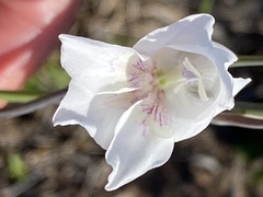 Gladiolus carinatus