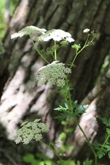 Kitagawia terebinthacea