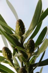 Leucadendron macowanii