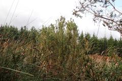 Leucadendron macowanii