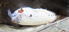 Abantis paradisea