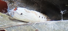 Abantis paradisea
