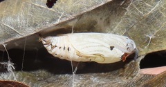 Abantis paradisea