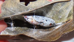 Abantis paradisea
