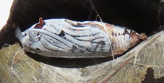 Abantis paradisea