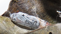Abantis paradisea