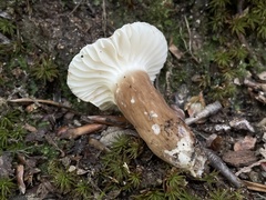 Lactifluus gerardii