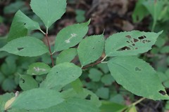 Philadelphus tenuifolius