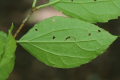 Philadelphus tenuifolius