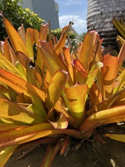 Aechmea blanchetiana