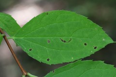 Philadelphus tenuifolius