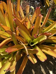 Aechmea blanchetiana