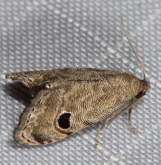 Abablemma brimleyana