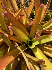Aechmea blanchetiana