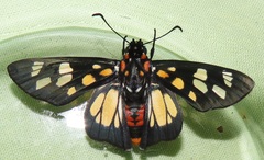 Abantis paradisea