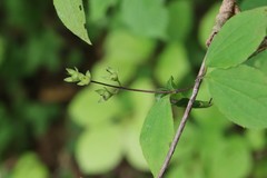 Philadelphus tenuifolius