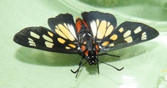 Abantis paradisea