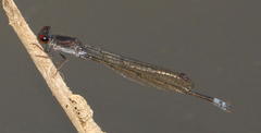 Pseudagrion hamoni