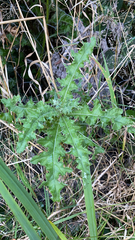 Cirsium arvense