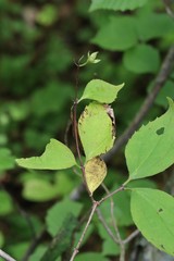 Philadelphus tenuifolius