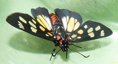 Abantis paradisea