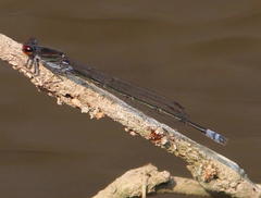 Pseudagrion hamoni