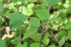 Philadelphus tenuifolius