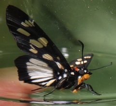 Abantis paradisea