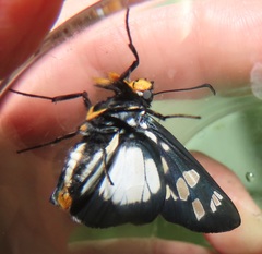 Abantis paradisea