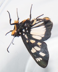 Abantis paradisea