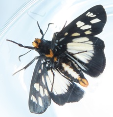 Abantis paradisea