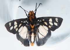 Abantis paradisea