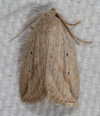 Amolita obliqua