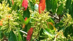 Elaeocarpus serratus