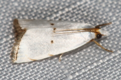 Argyria gonogramma