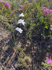 Gladiolus carinatus