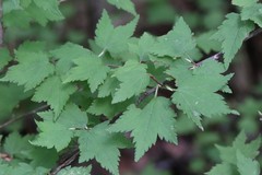 Ribes maximoviczianum