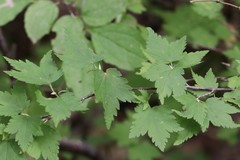 Ribes maximoviczianum