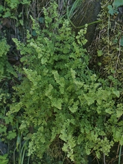Adiantum excisum