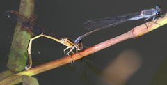 Pseudagrion salisburyense