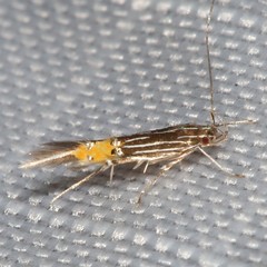 Cosmopterix dapifera
