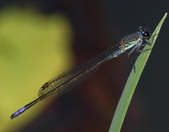 Pseudagrion salisburyense