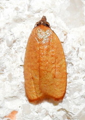 Sparganothis demissana