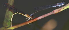 Pseudagrion salisburyense