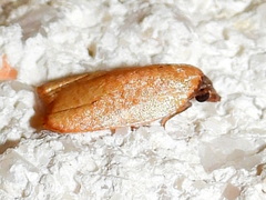 Sparganothis demissana