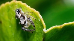 Metaphidippus siticulosus