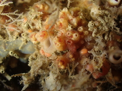 Distomus