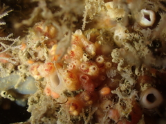 Distomus
